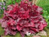 Alūnė ,Fire Chief' (lot. Heuchera)